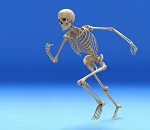 Leisure Activity Gallery: Running skeleton in body, artwork