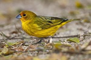 Saffron finch Saffron finch