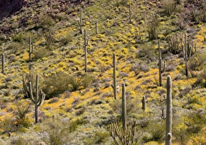 Saguaro cacti Saguaro cacti