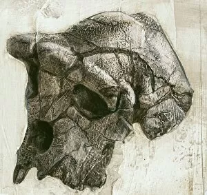 Paleontology Gallery: Sahelanthropus tchadensis skull