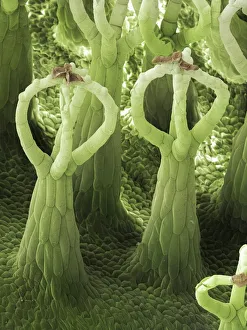 Nanotechnology Gallery: Salvinia Effect of Salvinia natans