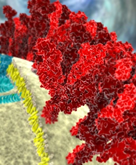 SARS coronavirus proteins, artwork C016/3056 SARS coronavirus proteins, artwork C016/3056