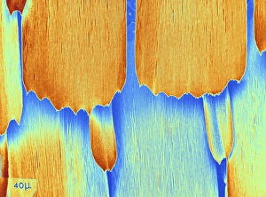 Scales on a butterfly wing, SEM Scales on a butterfly wing, SEM