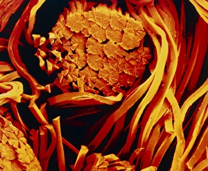 Scanning electron micrograph of microfibre cloth Scanning electron micrograph of microfibre cloth