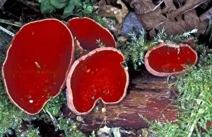 Saprophyte Gallery: Scarlet elf cup fungi