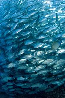 Schooling bigeye trevally Schooling bigeye trevally