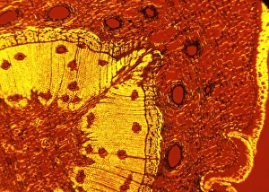 Polarised Light Micrograph Prints: Scots pine tree stem, light micrograph