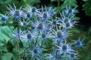 Images Dated 28th September 2005: Sea holly (Eryngium x oliverianum)
