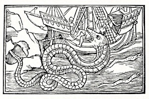 Sea serpent, 16th century artwork Sea serpent, 16th century artwork