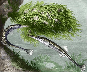 Sea sticklebacks Sea sticklebacks