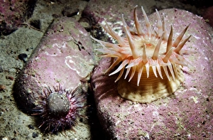 Sea urchin and anemone Sea urchin and anemone