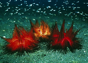 Images Dated 21st November 2002: Sea urchins