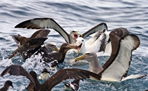 Seabirds feeding Seabirds feeding