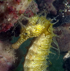 Seahorse Seahorse