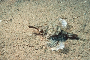 Seamoth Seamoth