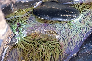 Seashore rock pool Seashore rock pool
