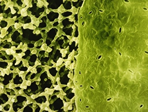 Section through leaf of Zinnia Section through leaf of Zinnia