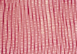 Section through Yew wood Section through Yew wood