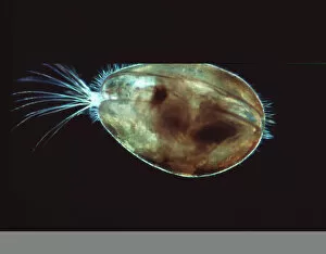 Light Micrograph Gallery: Seed shrimp, light micrograph