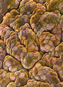 SEM of acini cells in pancreas SEM of acini cells in pancreas