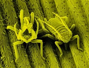 Images Dated 29th April 1985: SEM of the bird cherry aphid