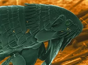 Images Dated 19th July 2002: SEM of a cat flea