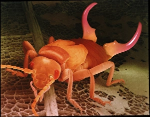 SEM of an earwig SEM of an earwig