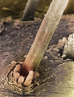 SEM of eyelash hair SEM of eyelash hair