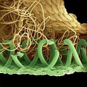Specialist Imaging Gallery: SEM of a hooks and loops fastener