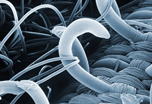 Images Dated 5th March 1988: SEM of a hooks and loops fastener