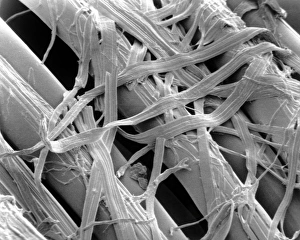SEM of lyocell (synthetic cellulose) fibres SEM of lyocell (synthetic cellulose) fibres