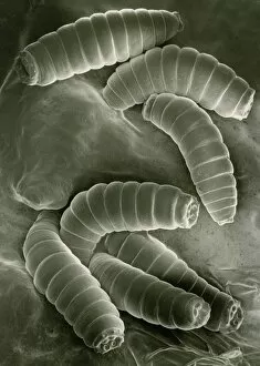 Images Dated 12th February 2004: SEM of maggots of the green blow fly