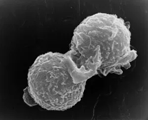 Images Dated 28th July 2005: SEM of two polymorphonuclear white blood cells