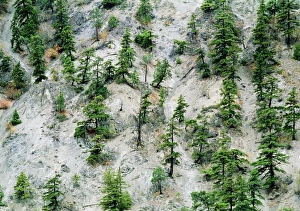 Severe canyon erosion due to overgrazing Severe canyon erosion due to overgrazing