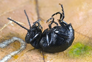 Short-necked oil-beetle mimicking death Short-necked oil-beetle mimicking death