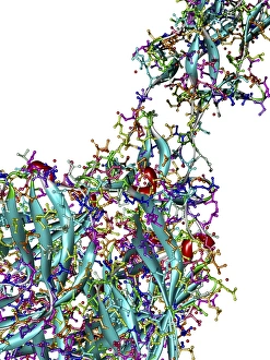 Sigma1 protein molecule, artwork Sigma1 protein molecule, artwork