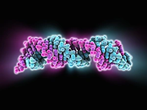 Signal recognition particle RNA molecule Signal recognition particle RNA molecule