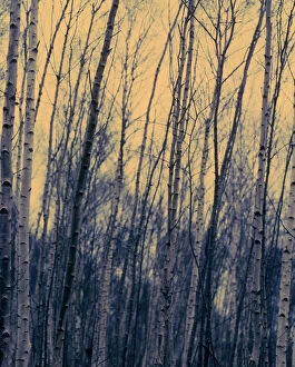 Trunk Collection: Silver birch (Betula pendula)