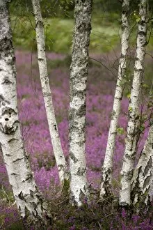 Images Dated 28th October 2009: Silver birches (Betula pendula)