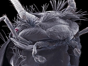 Silverfish head, SEM Silverfish head, SEM