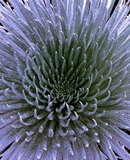 Silversword plant Silversword plant