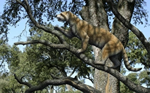 Simocyon in a tree, artwork Simocyon in a tree, artwork
