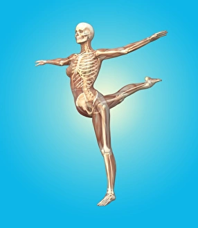 Female Skeleton Anatomy Prints: Skeleton dancing