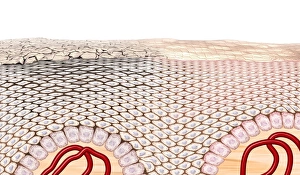 Nuclei Gallery: Skin anatomy, artwork