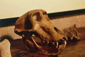 Images Dated 16th May 2005: The skull of an ape at Darwins house