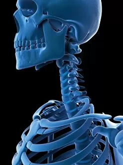 Cervical Spine Gallery: Skull and cervical spine, artwork F007 / 7659