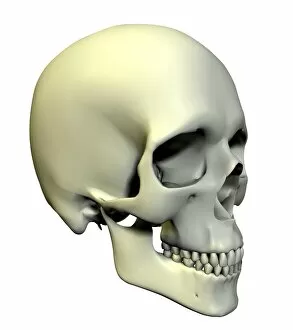 Tooth Gallery: Skull