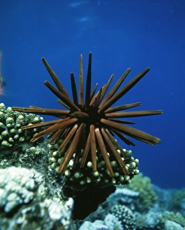 Slate pencil sea urchin Slate pencil sea urchin