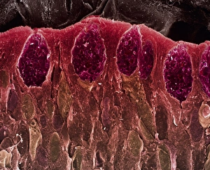 Small intestine villus, SEM Small intestine villus, SEM