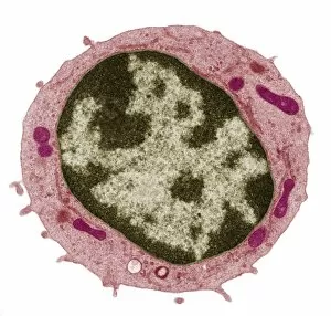 Images Dated 15th December 2008: Small lymphocyte, TEM